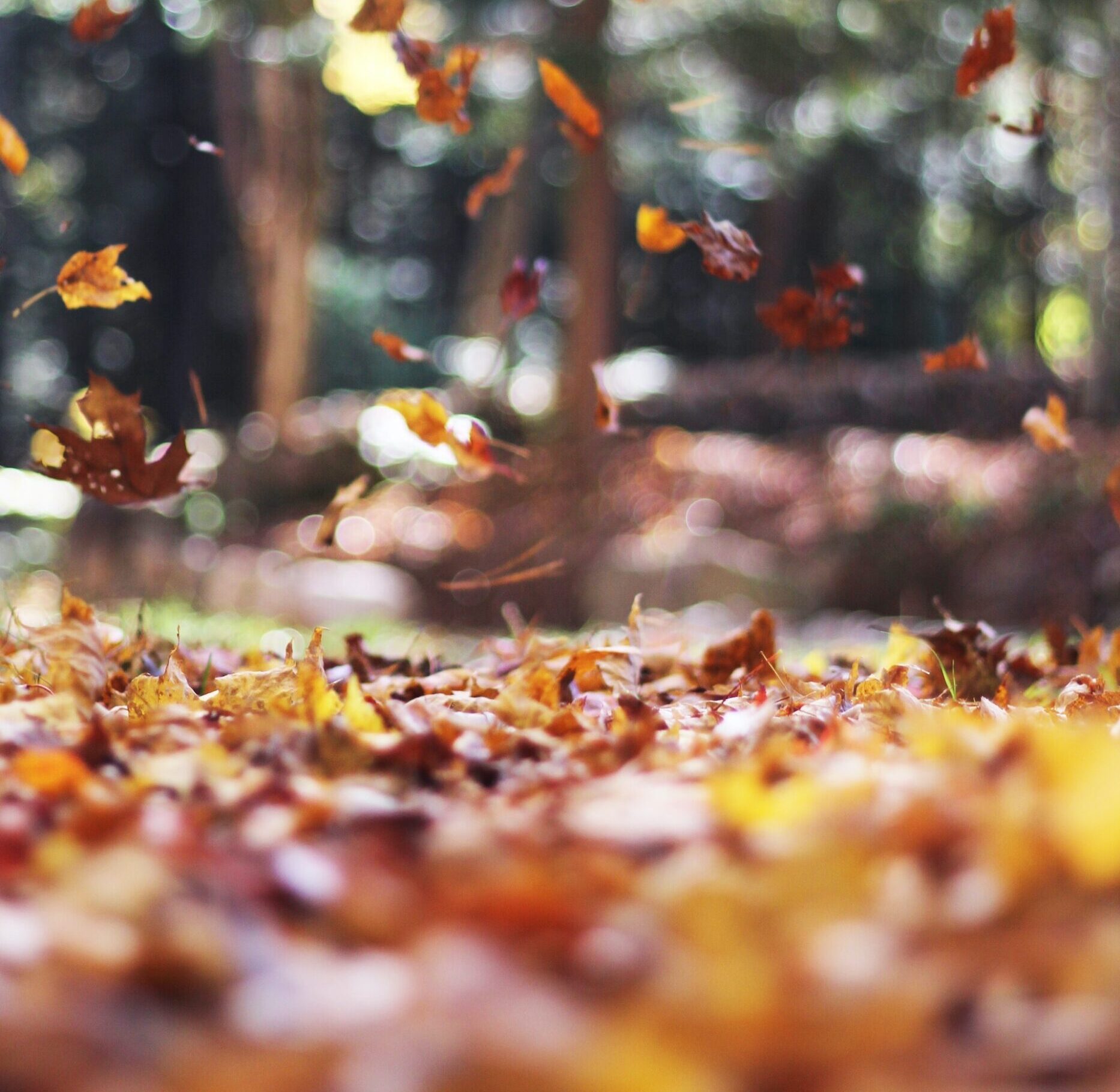 Autumn In Herefordshire