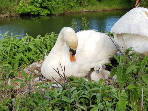 Welcoming Ducklings at Lucksall Park