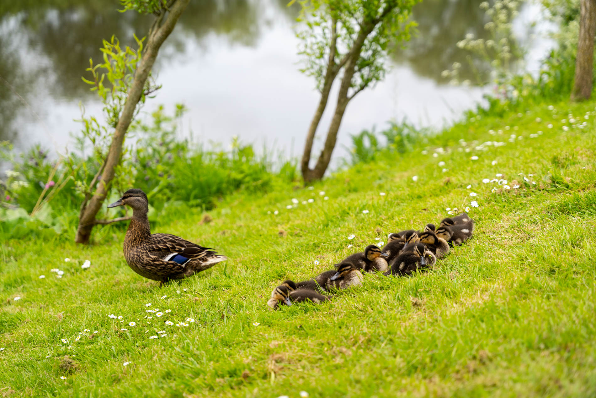 Williams Leisure | Lucksall Holiday Park | River Wye | Ducks