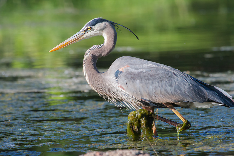 Great,Blue,Heron,Fishing,In,The,Low,Lake,Waters.