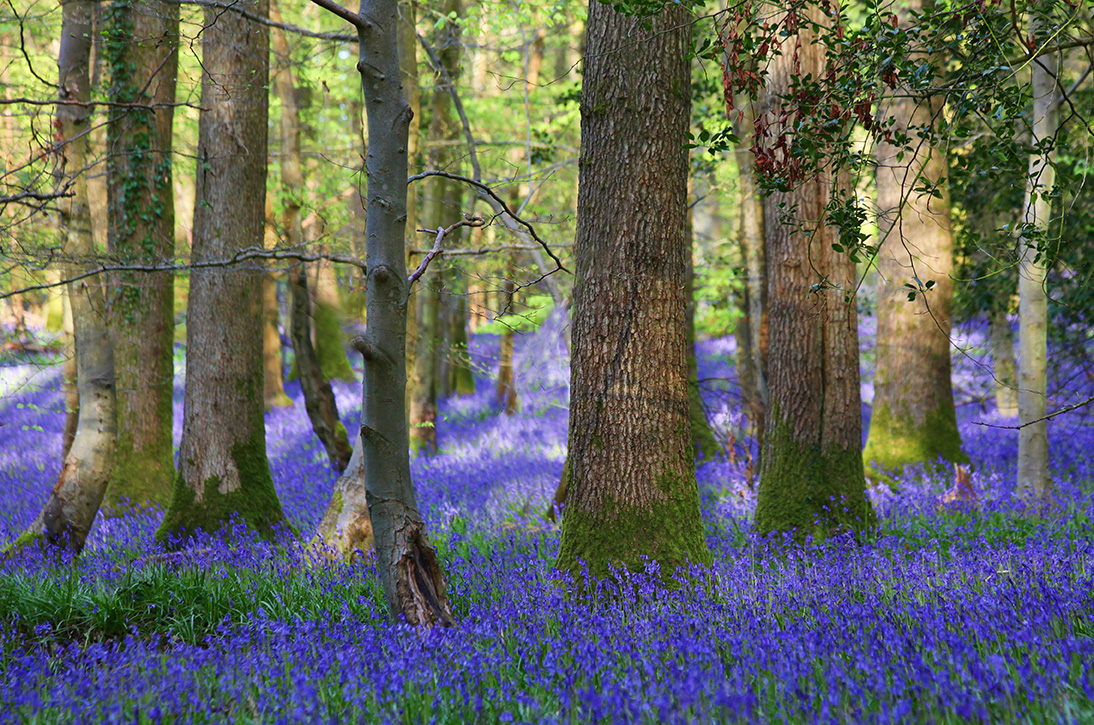 Bluebells,At,The,Forest,Of,Dean,,Gloucestershire,,Uk