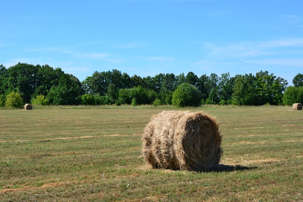 Hay Festival – Literature, Ideas, and Creativity