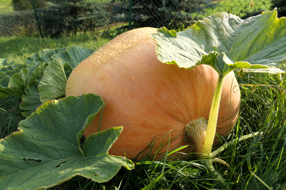Celebrate the Harvest at Malvern Autumn Show